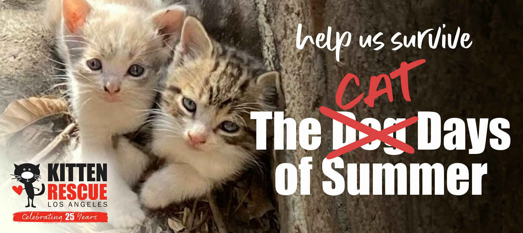 Help Us Survive The Cat Days of Summer  image