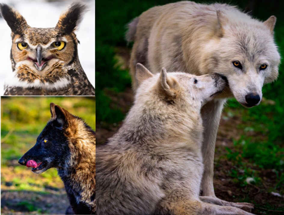 Care for critters image