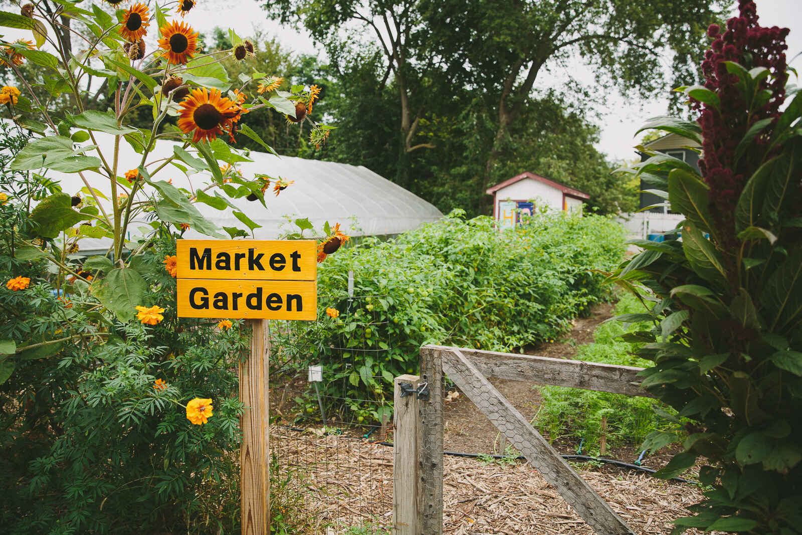 Donate today to promote access to fresh produce. image