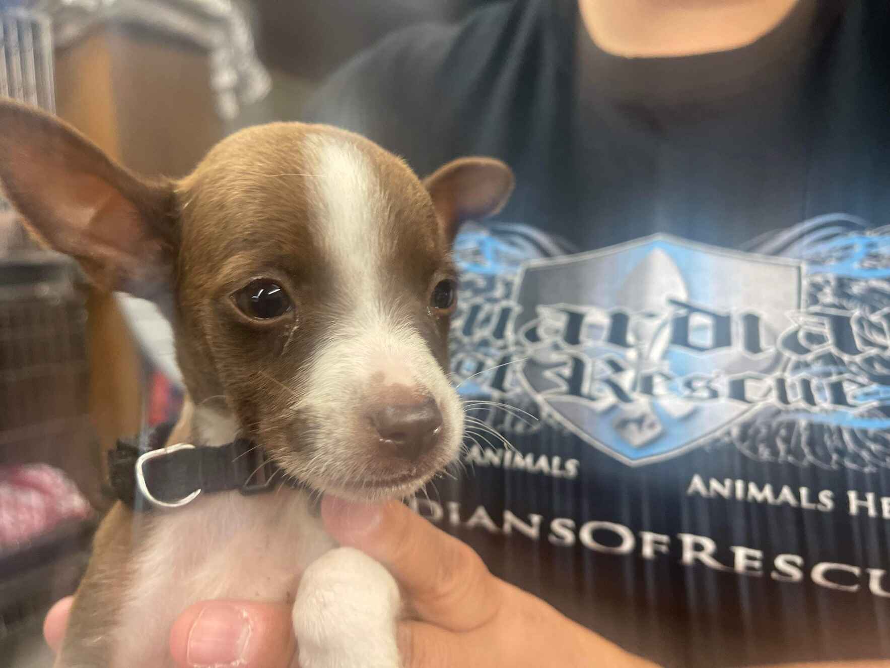 Guardians Of Rescue Inc Chiweenie Rescue