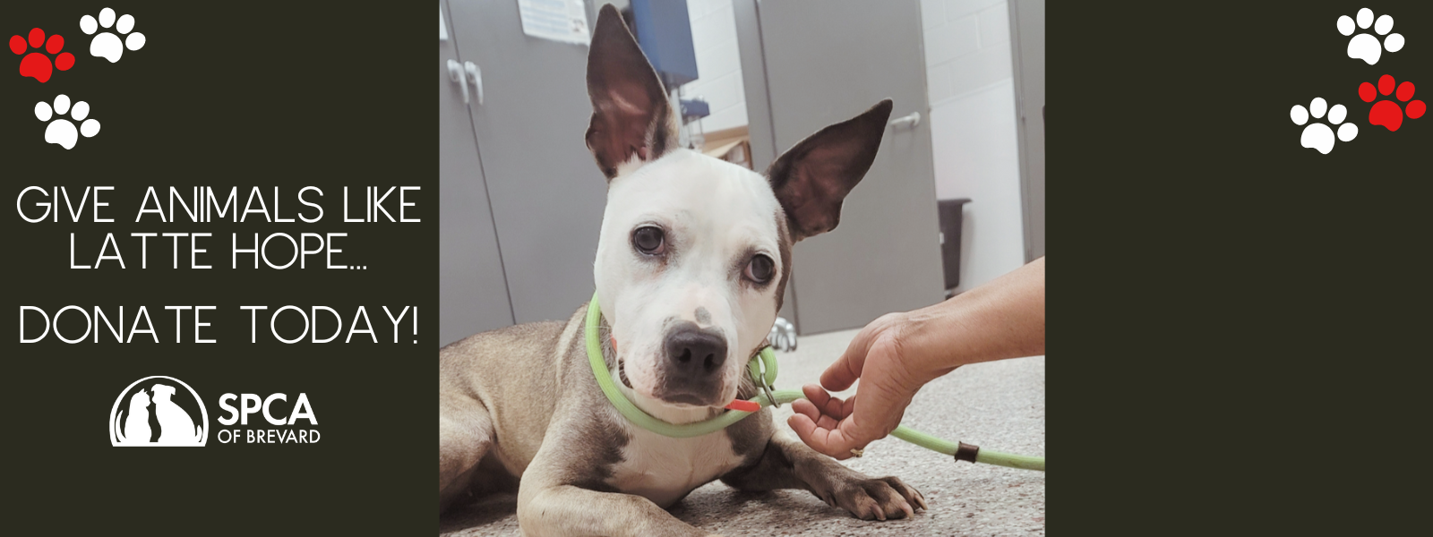 Give Animals Hope, Donate Today! image