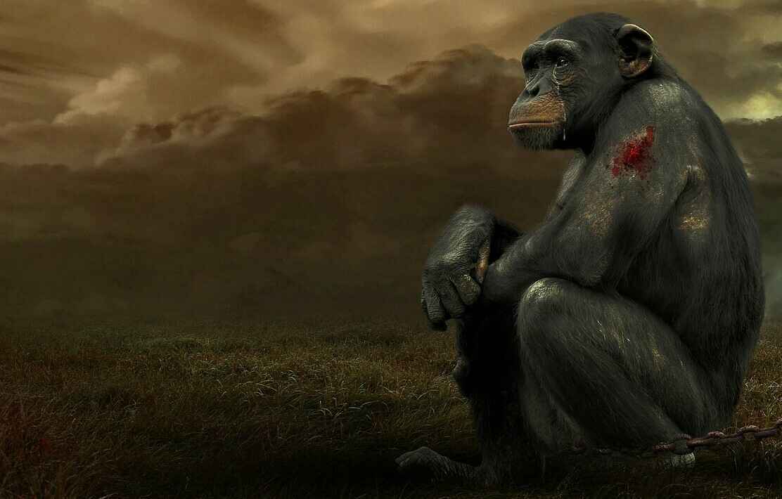 Help Rescue Zoo and Aquarium Animals image