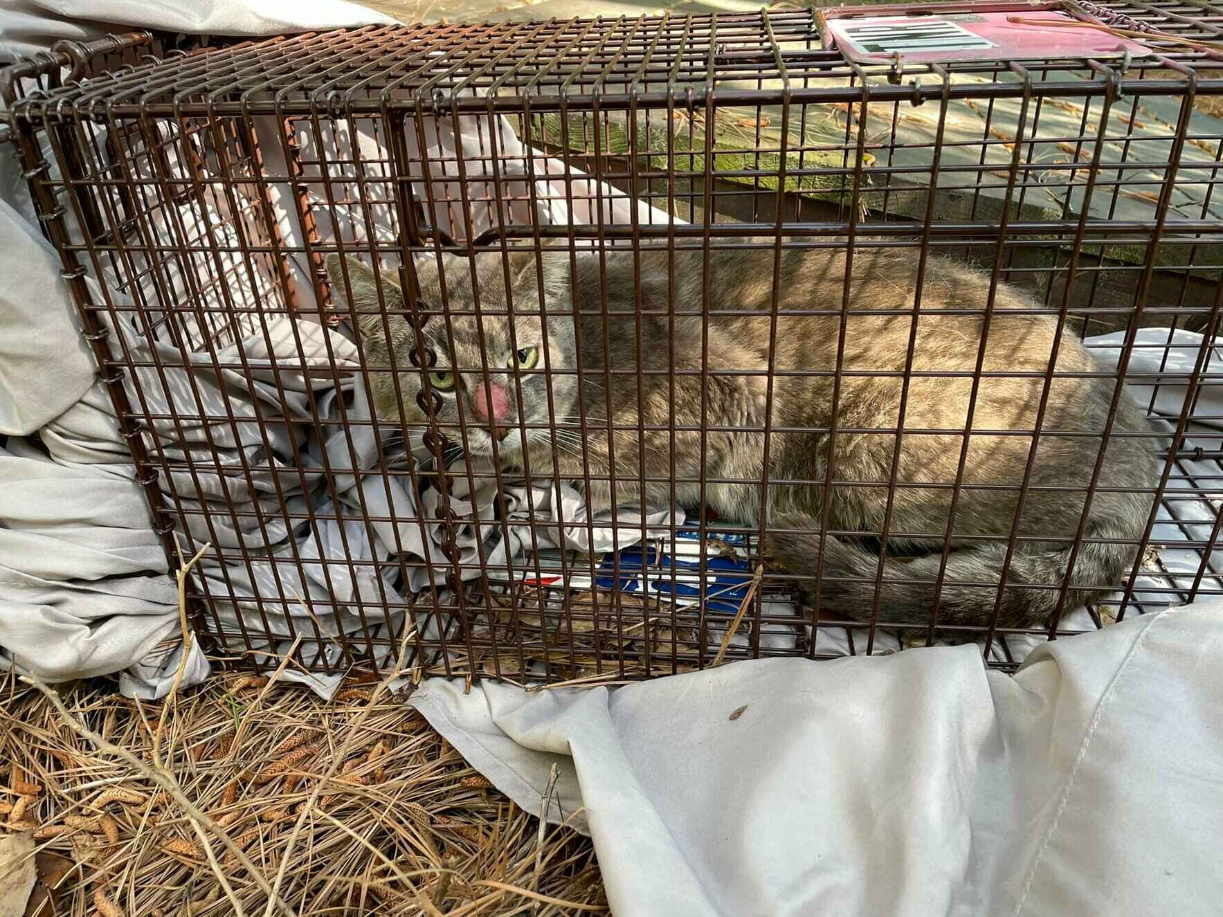 Give a Gift to Help Feral Cats image