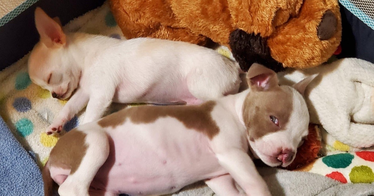 Sanctuary Rescue Inc - Giving Tuesday 2022