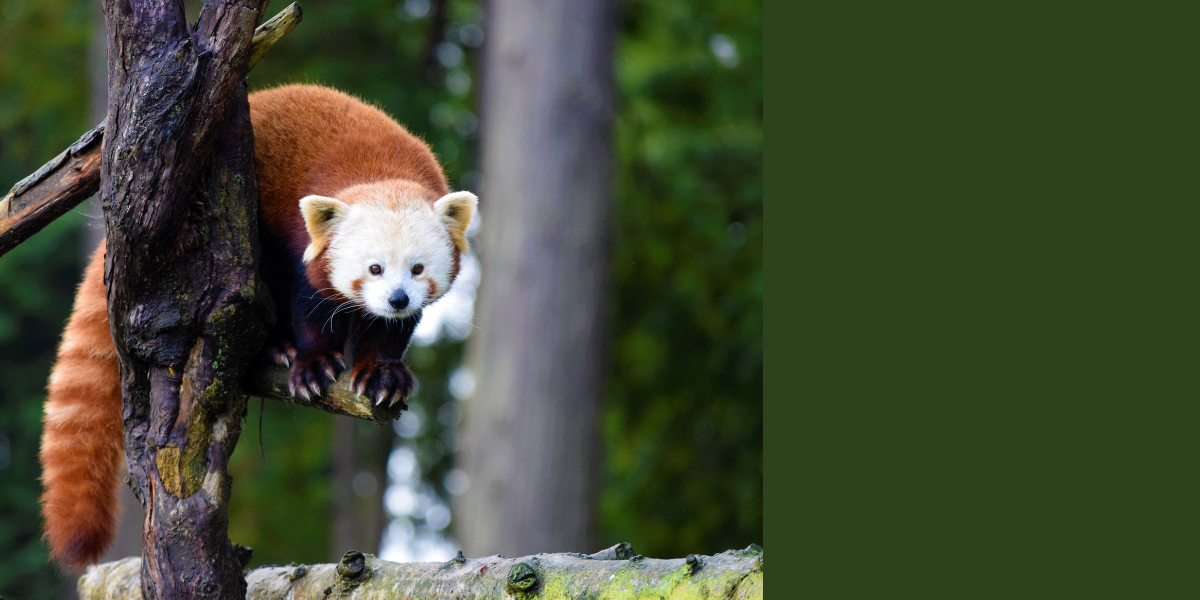 Make an End-of-Year Gift Today! image