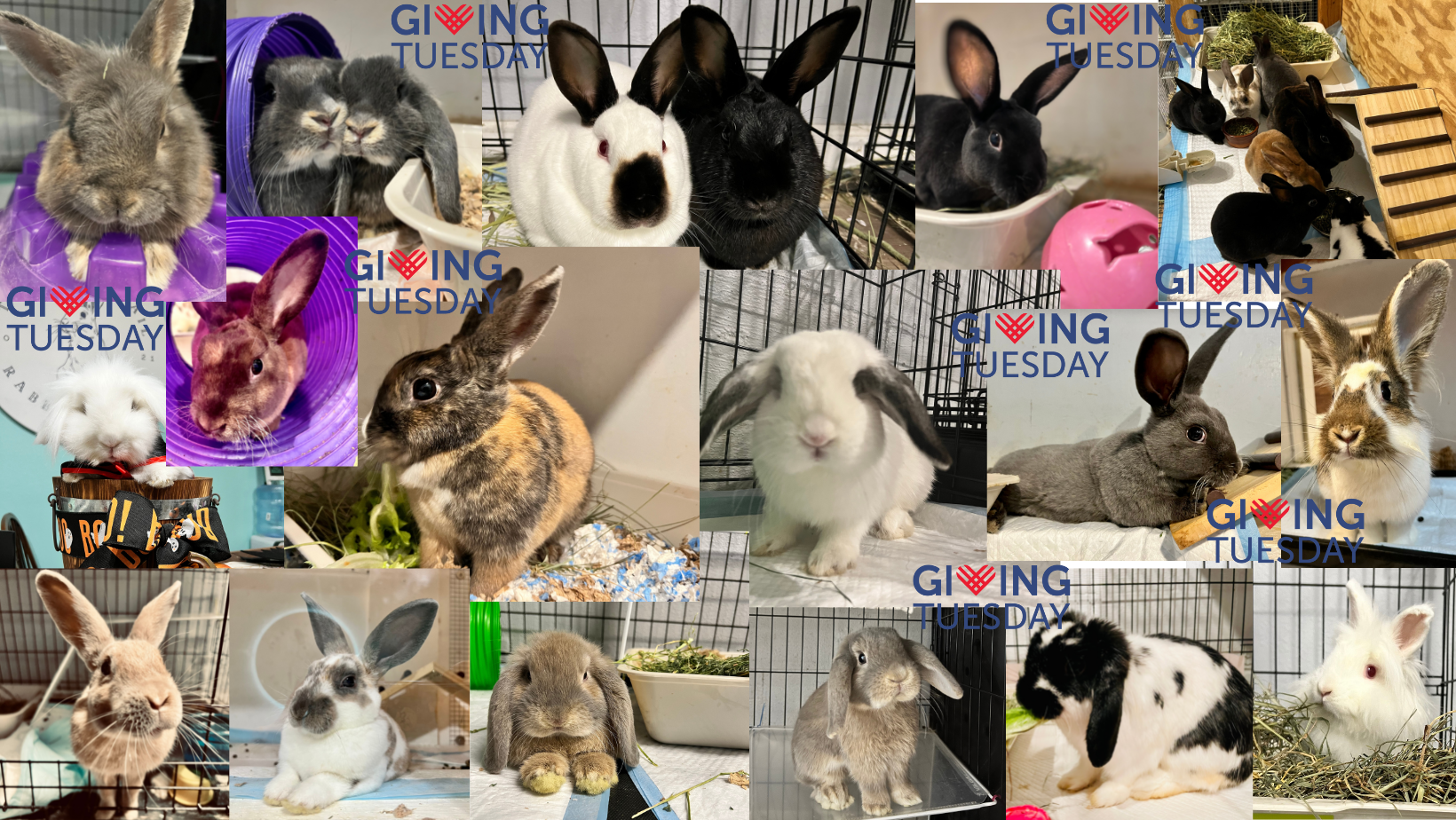 Giving Tuesday - The Bunny Trail Rabbit Rescue image