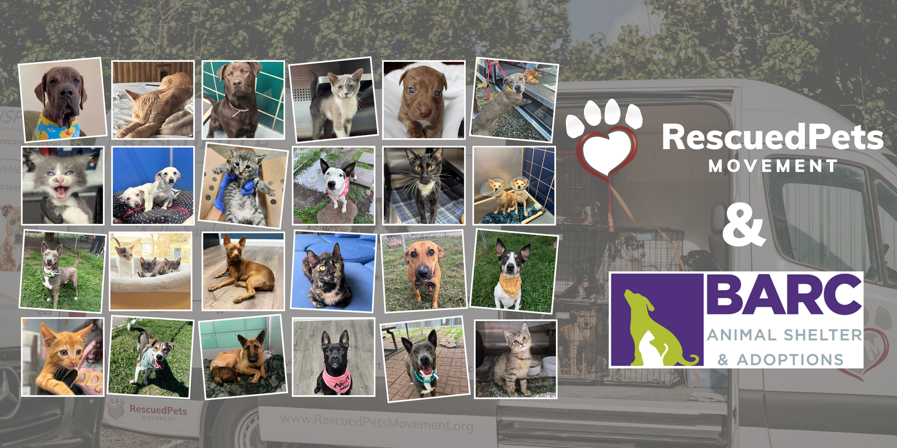 Help RPM keep saving euthanasia list animals from BARC  image