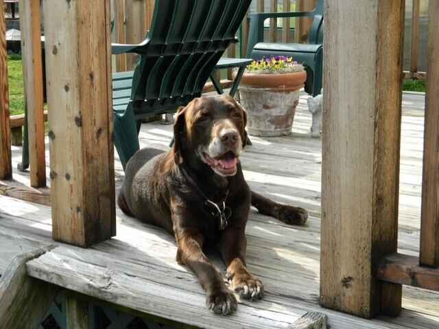 Help Provide Medical Care for Senior Dogs image