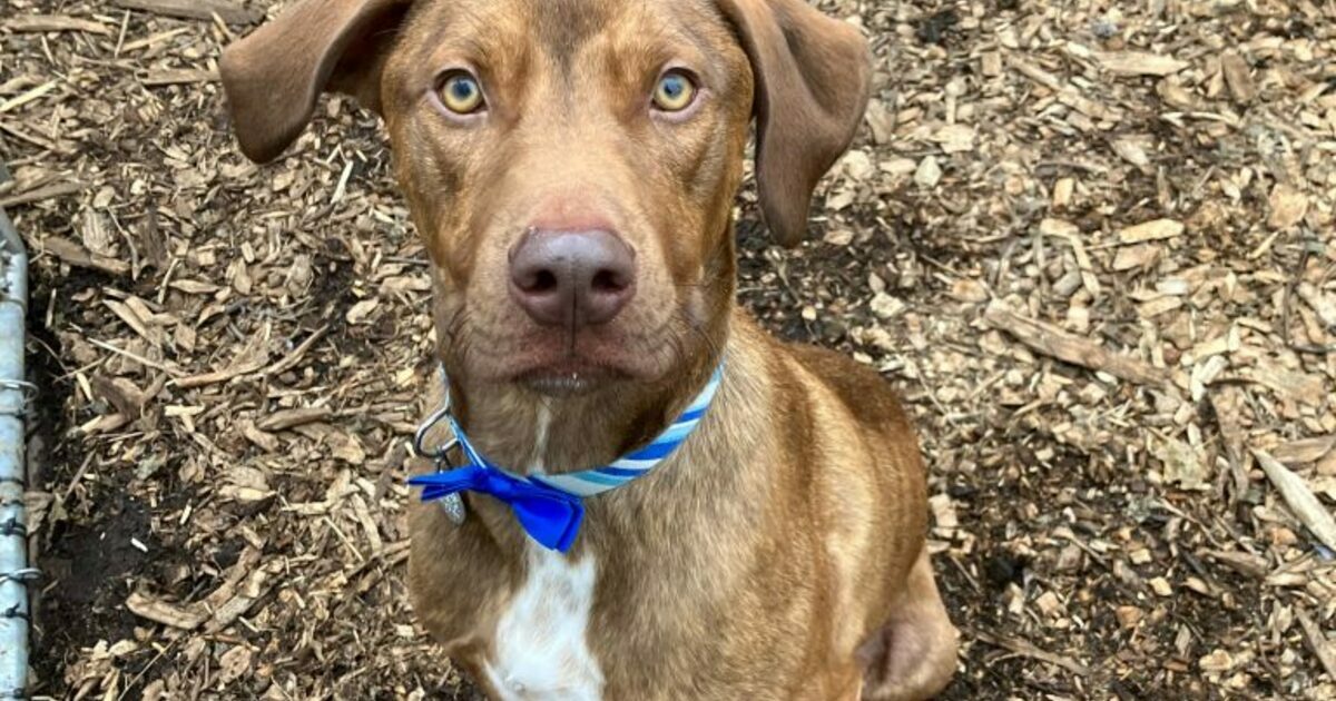 SAVE-A-PET ANIMAL RESCUE INC - Cash for Cash