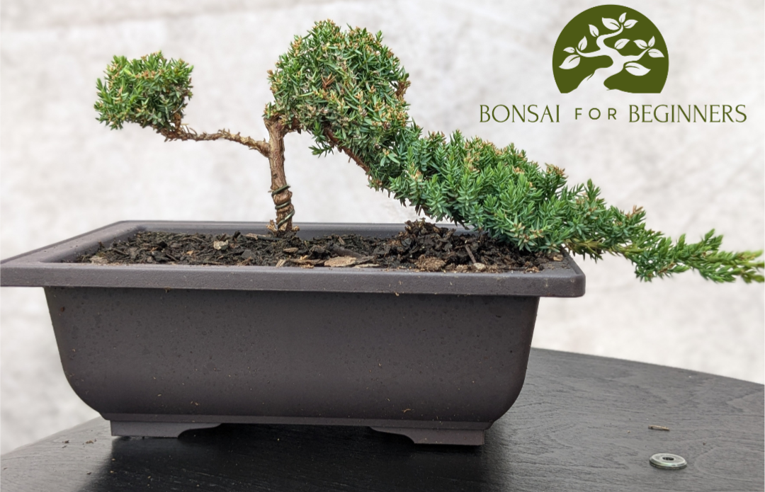 Bonsai Raffle Fundraiser image