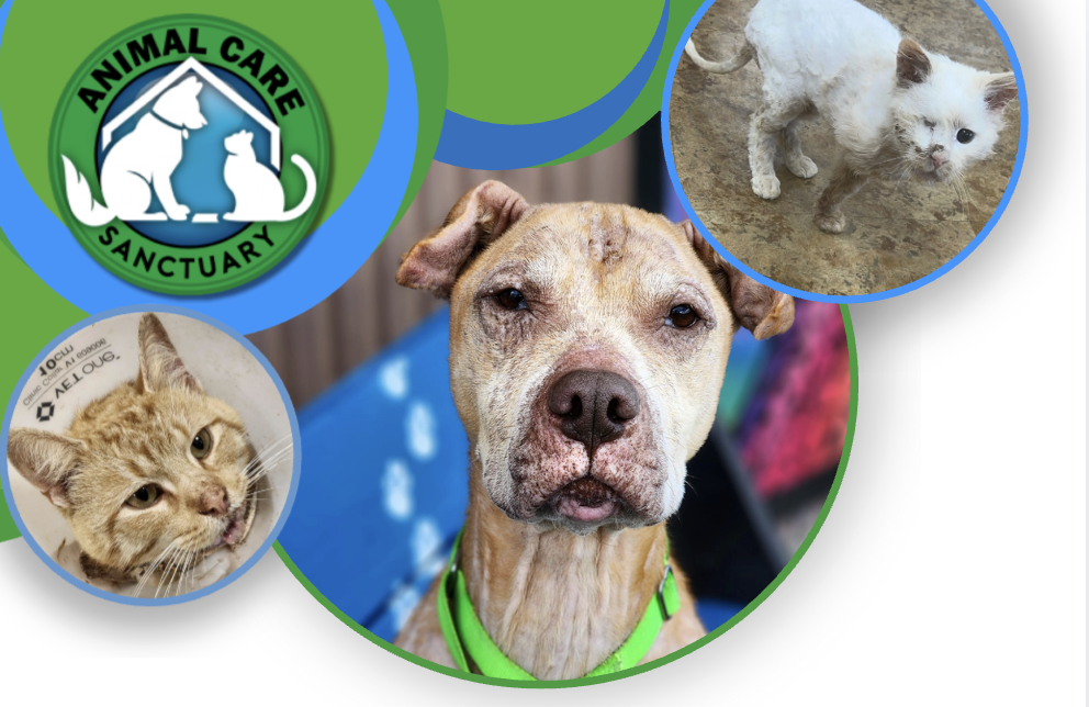 We envision a world where all animals are treated with compassion. Help us provide sanctuary to so many animals in need! image