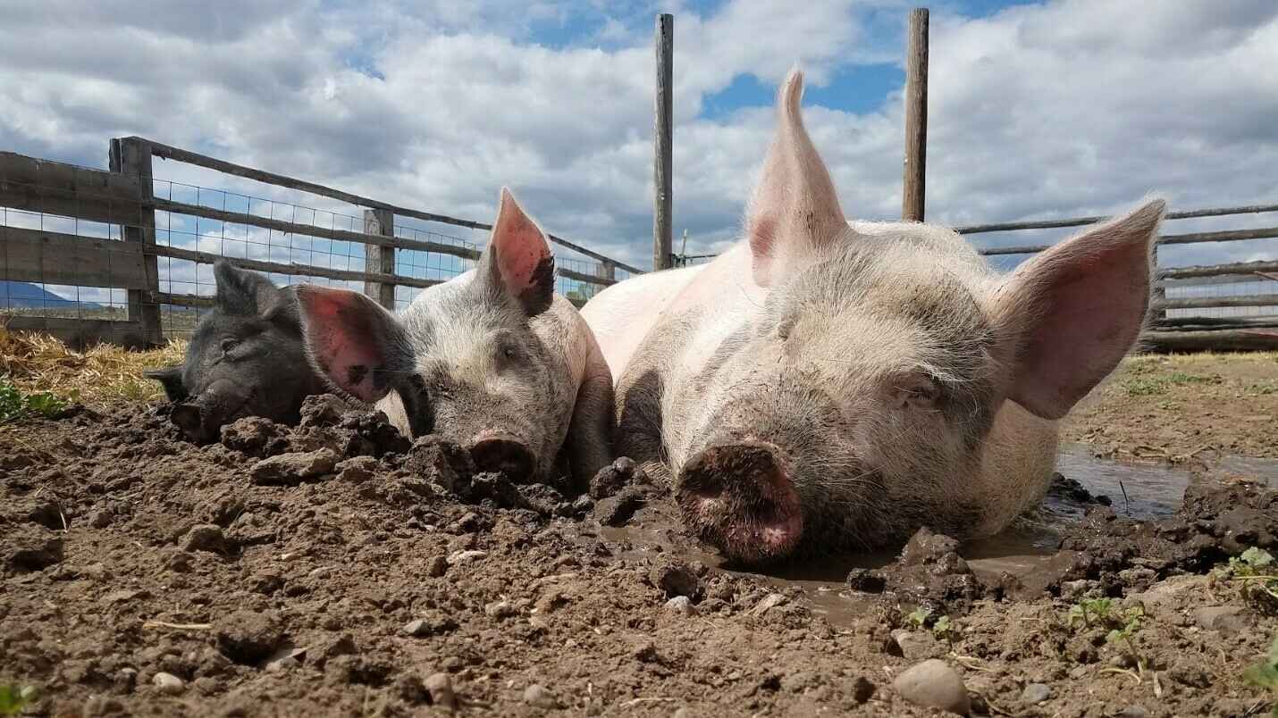 Epic Outreach Inc - Save the Oregon Pigs