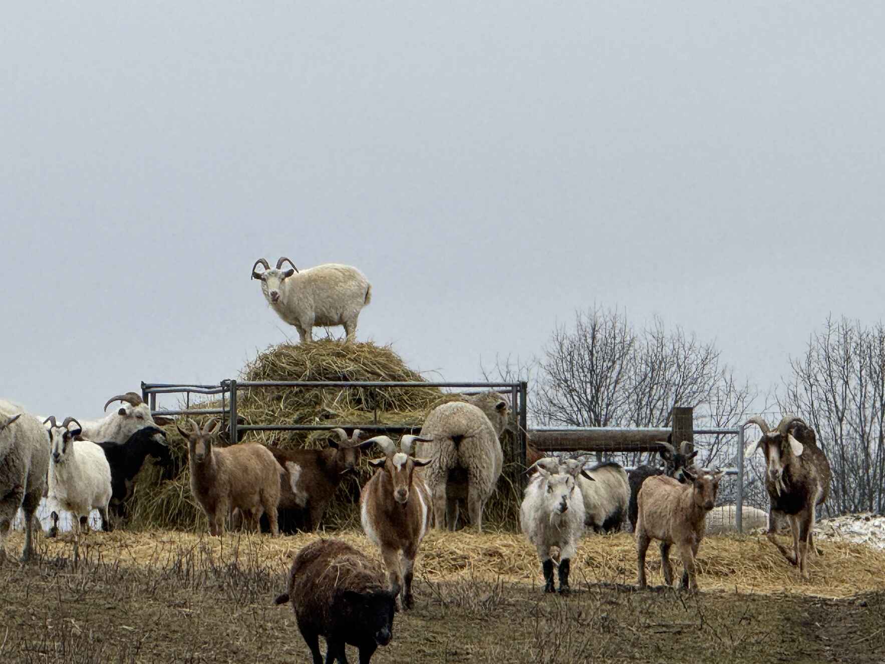 Support The Barnyard Sanctuary image