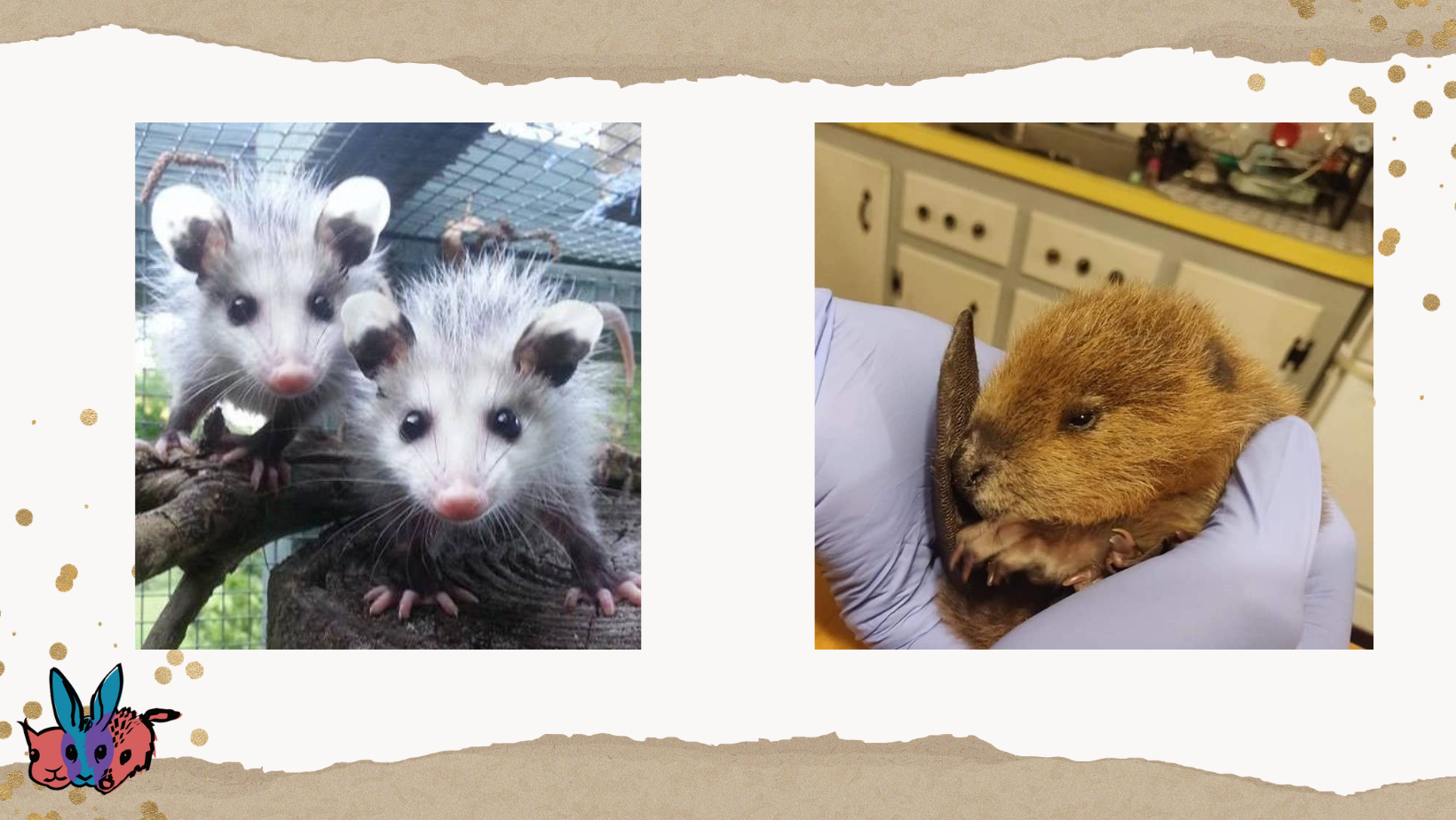 You Can Help Give Wildlife A Second Chance! image