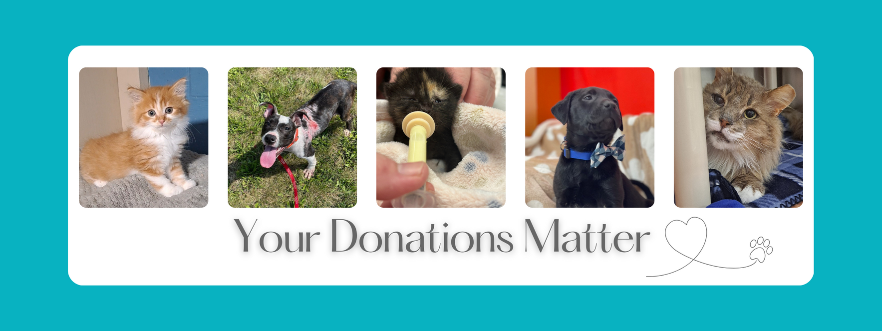 Donate to the Humane Society of Bay County, Michigan image