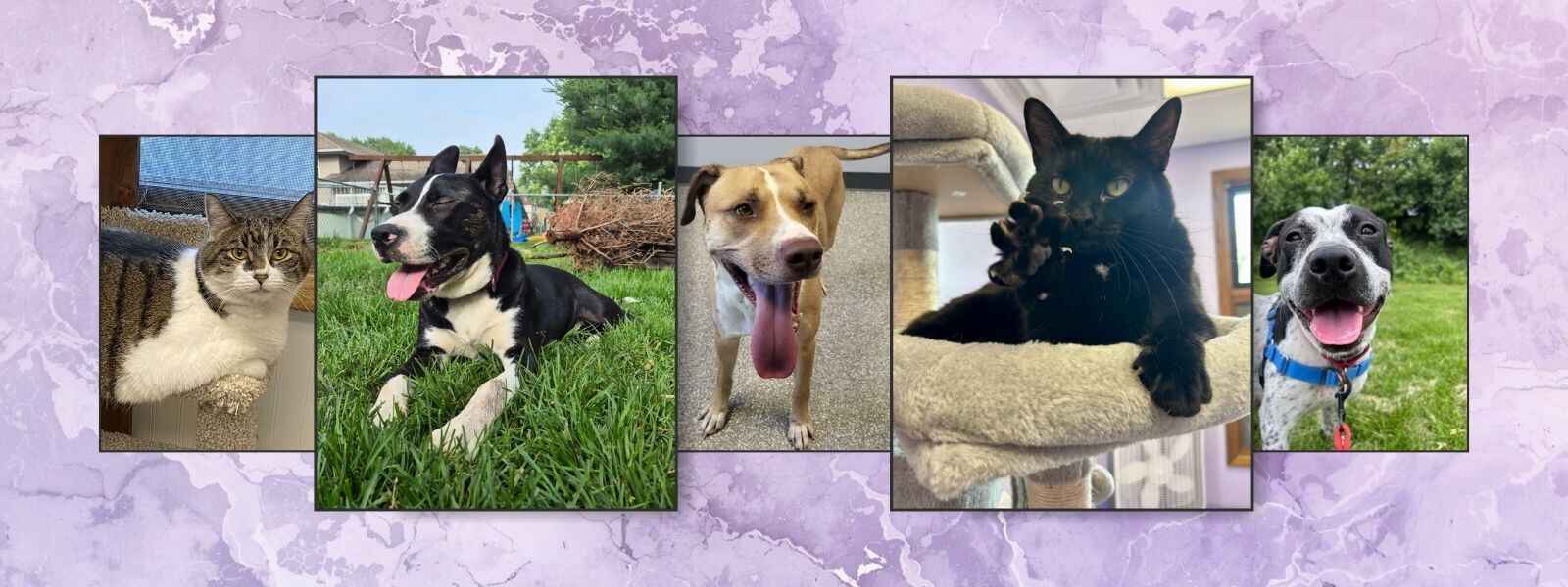 You’re an HSCI Hero image