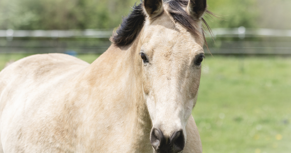 HHH Ranch - Missy Monthly Sponsorship