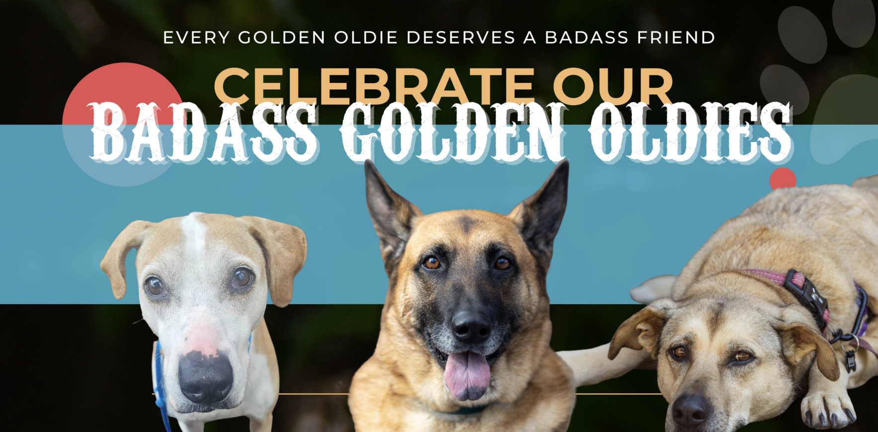 Senior Dog Fund image