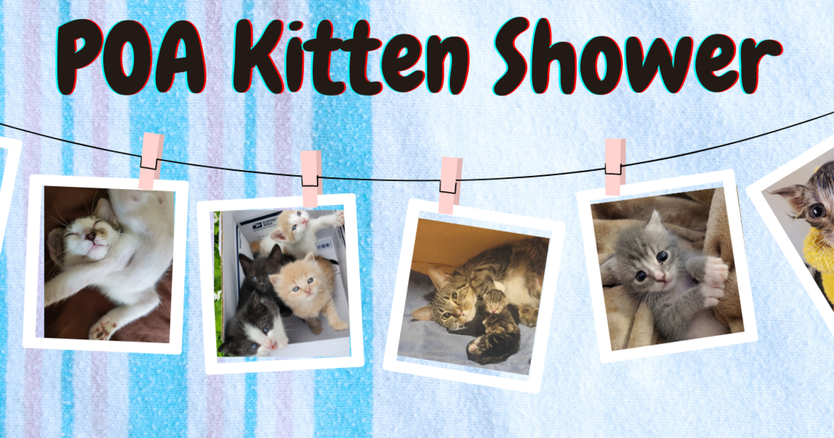 Protectors of Animals Inc. Kitten Shower 2023
