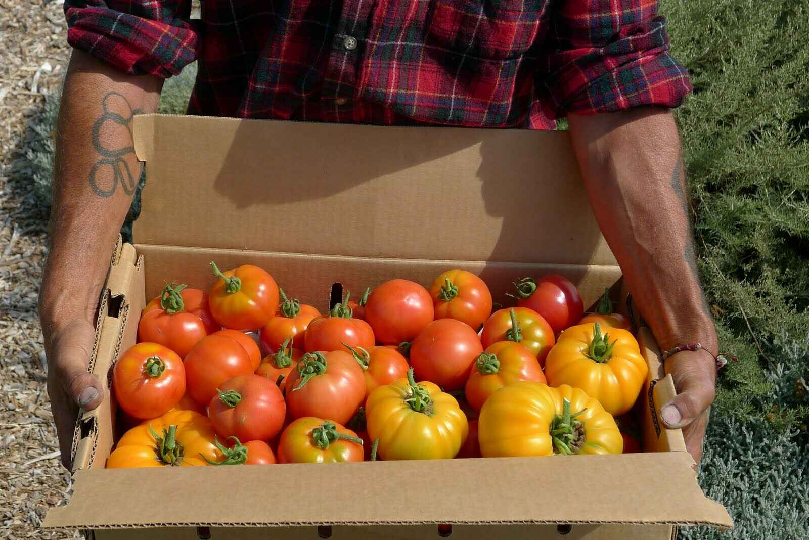 Please support HGP trainees as they give organic produce to other underserved Santa Cruz County residents image