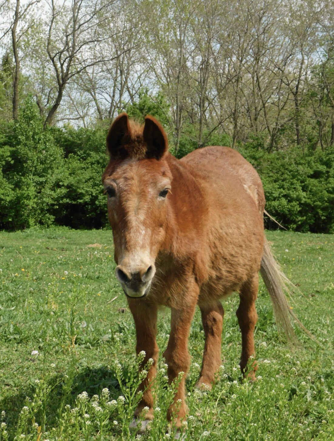 Monthly Dynamite Sponsorship image