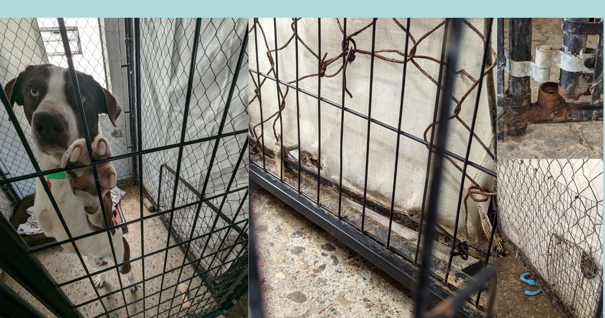 I Heart Dogs Rescue and Animal Haven Dog Kennel Donation Drive