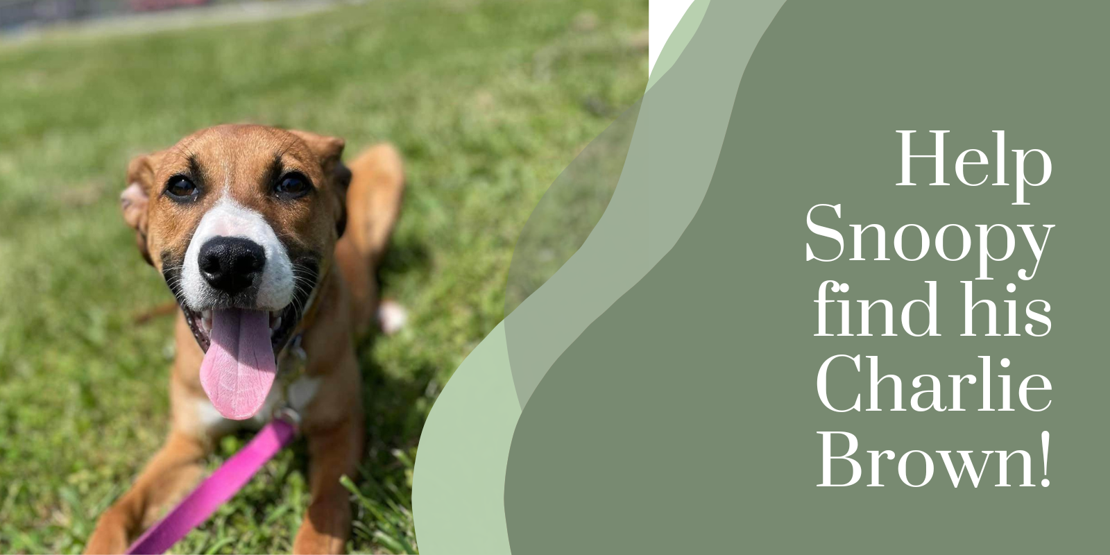 🐶 Help Snoopy Find His Charlie Brown! 🧡 image