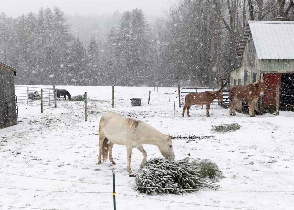 Donate To Help Long Ears In Need image