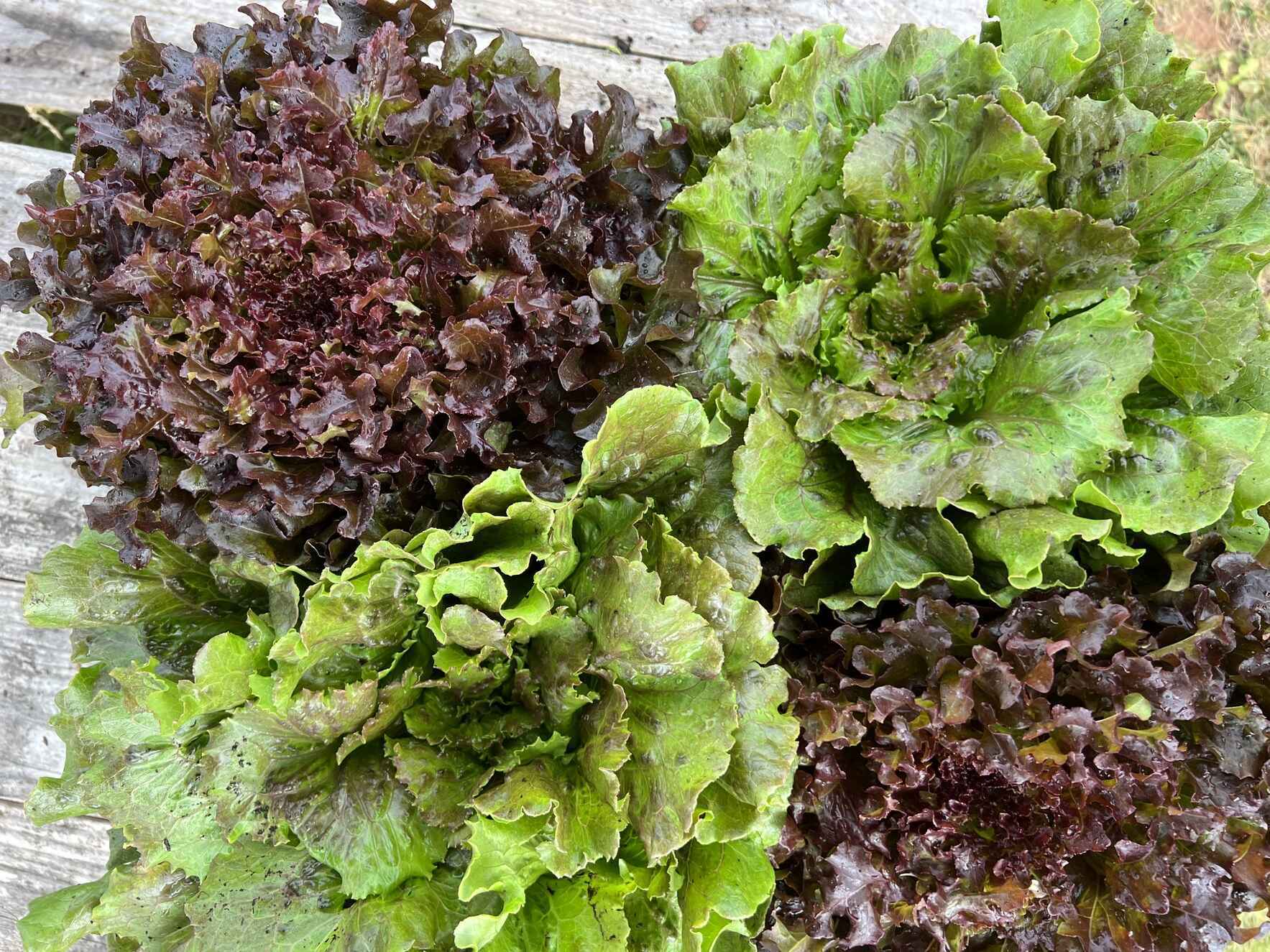 MAKE A MONTHLY DONATION TODAY! image