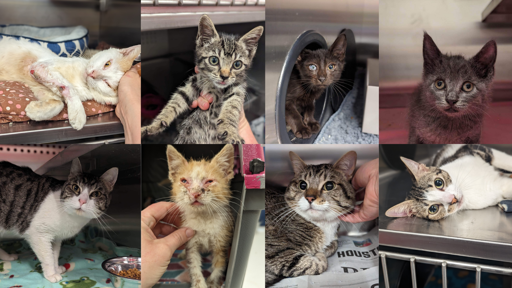 Help Us Save Lives: Ensure Essential Medical Care for Houston's At-Risk Cats! image