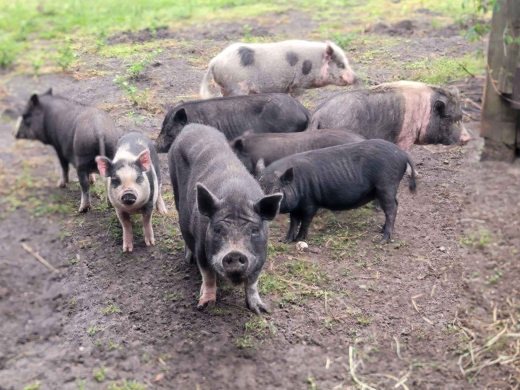 12 pigs need your help! image