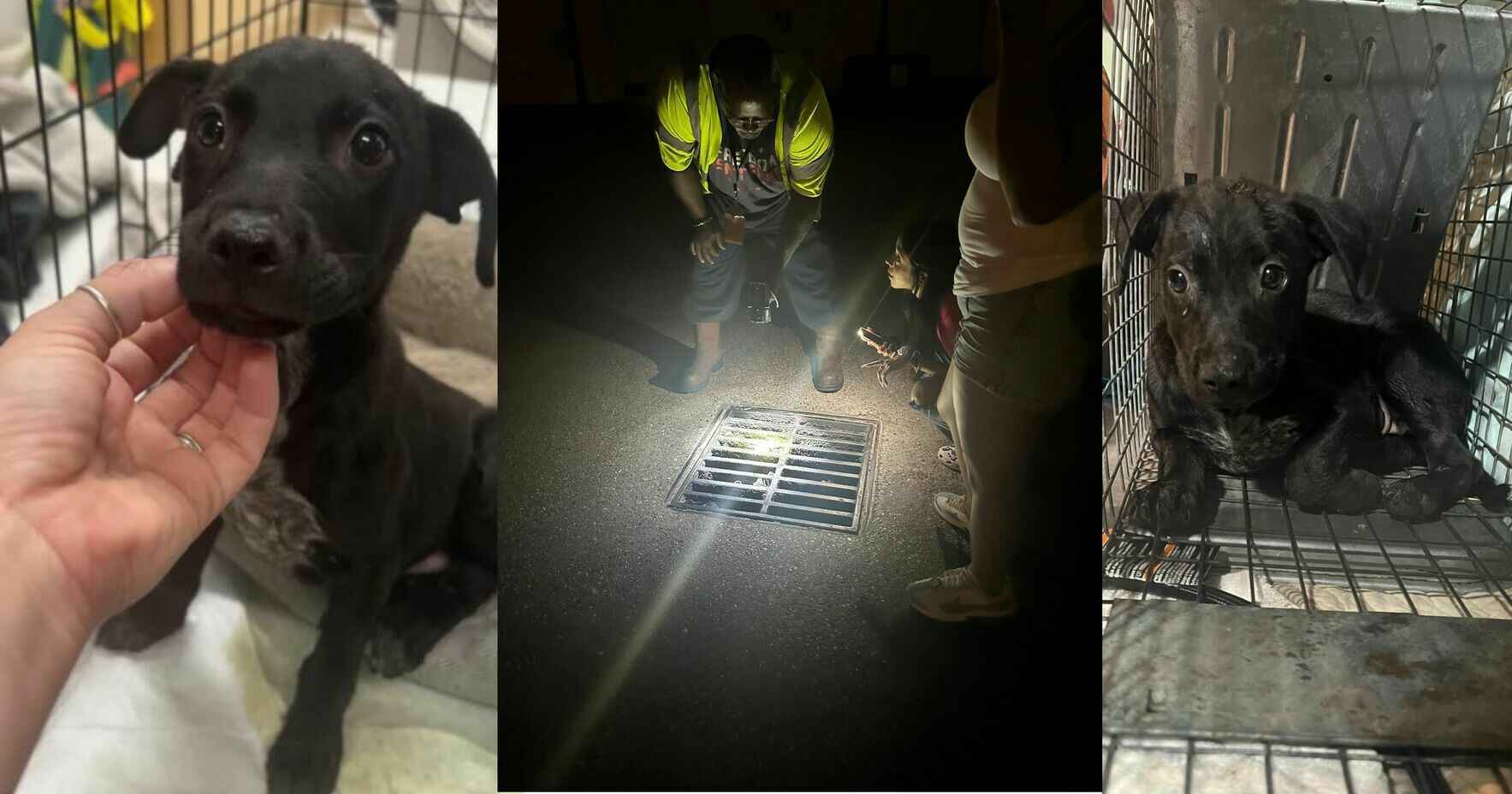 Puppies rescued from a storm drain thanks to the heroic efforts of local rescuers image