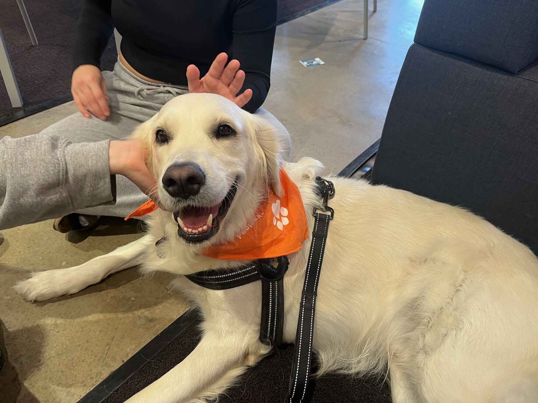 Help PAL spread more therapy dog love! image