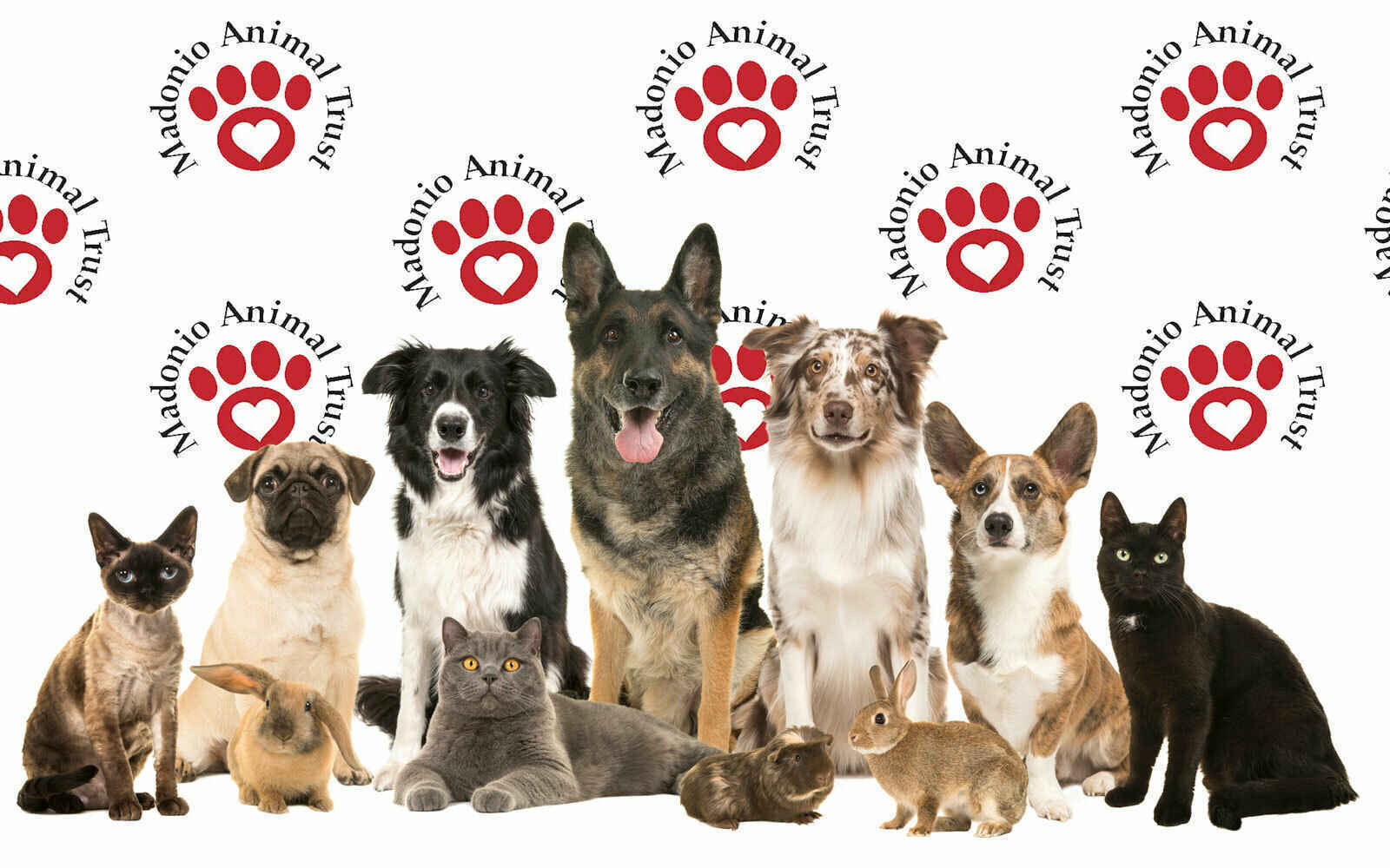 Help Animals in Need in Our Area image