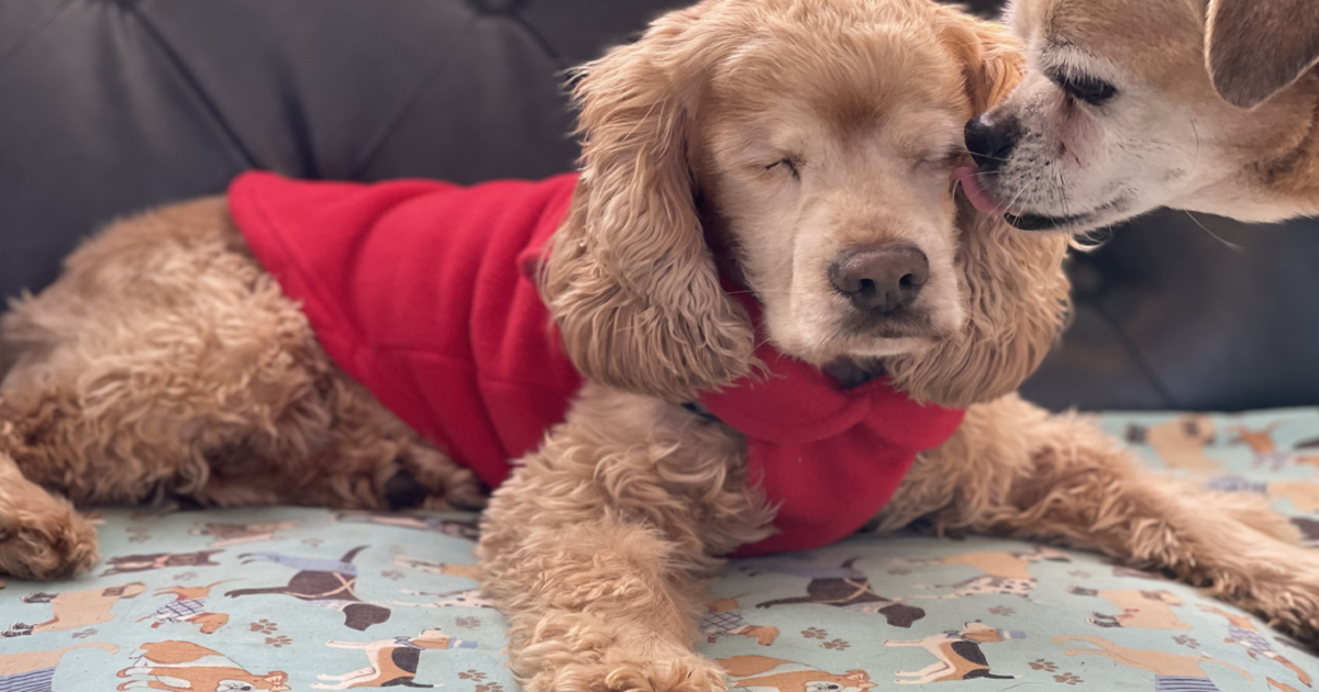 Monkey's House a Dog Hospice and Sanctuary General Donation site