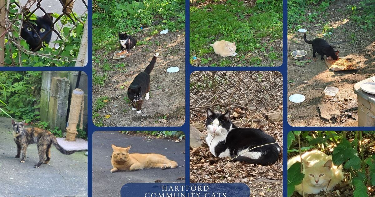 Protectors of Animals Inc. - Community Cat Days at POA SPAY!