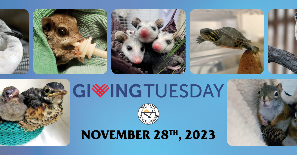 Wildlife in Need Center - Giving Tuesday November 28, 2023