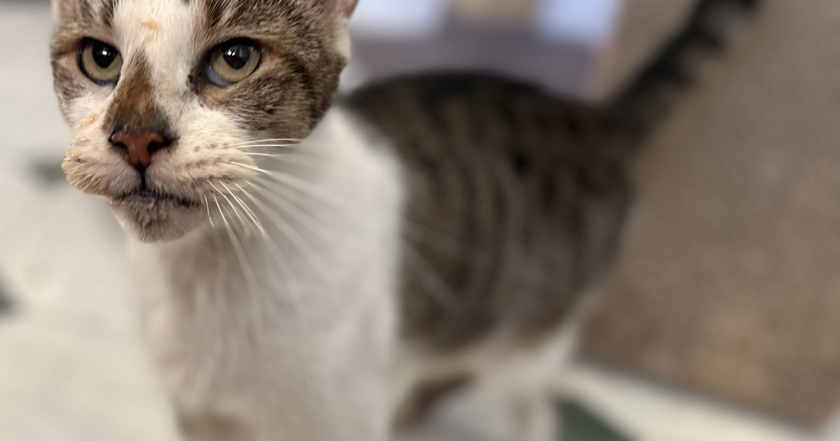 Kitty Cottage Adoption Center, Inc. Kitty Cottage Donation Page