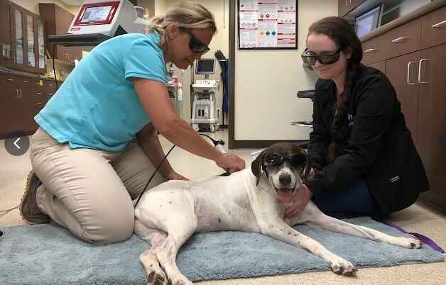Let's Make Shelter Animals Healthy & Adoption-Ready! image