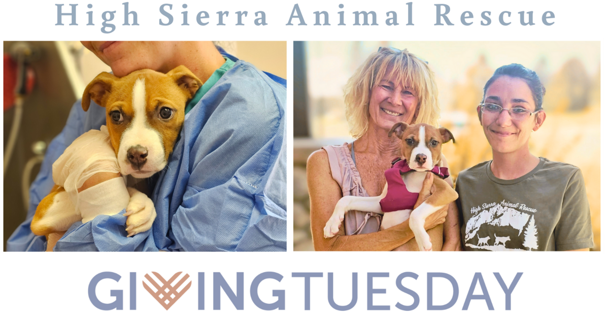High Sierra Animal Rescue - Giving Tuesday 2023