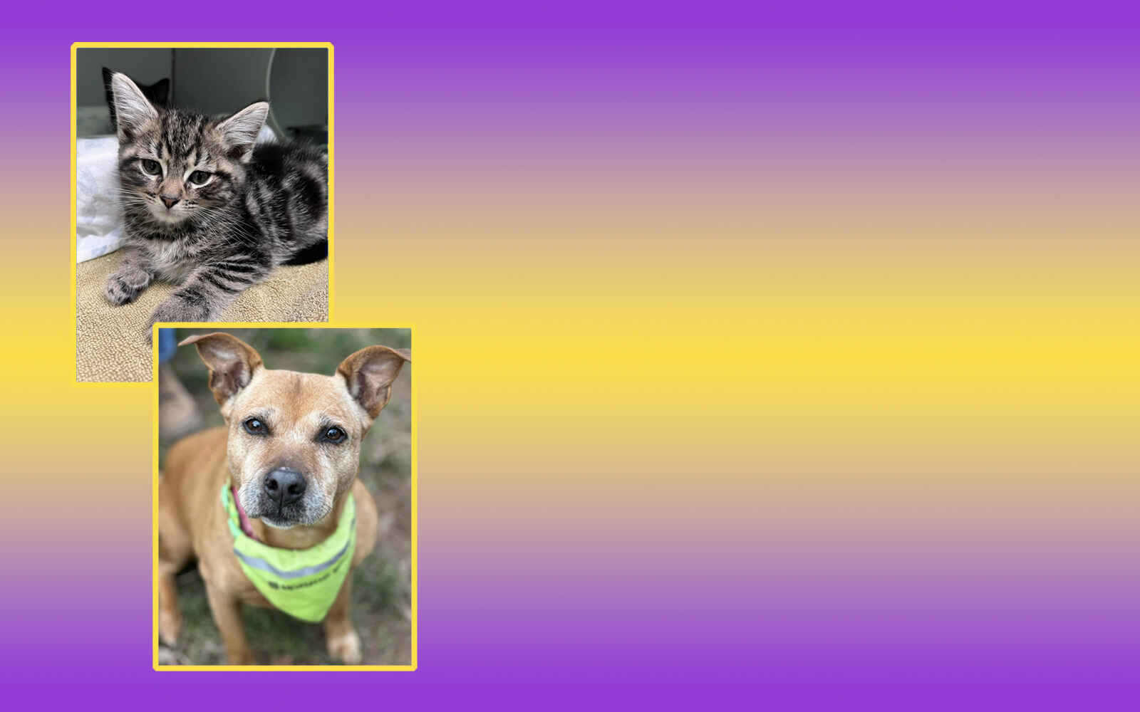 Donate now to Dessin Animal Shelter! image