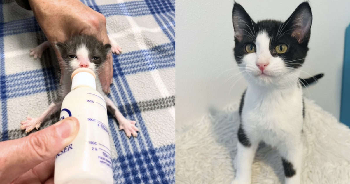 Esther Neonatal Kitten Alliance - Year End 2023