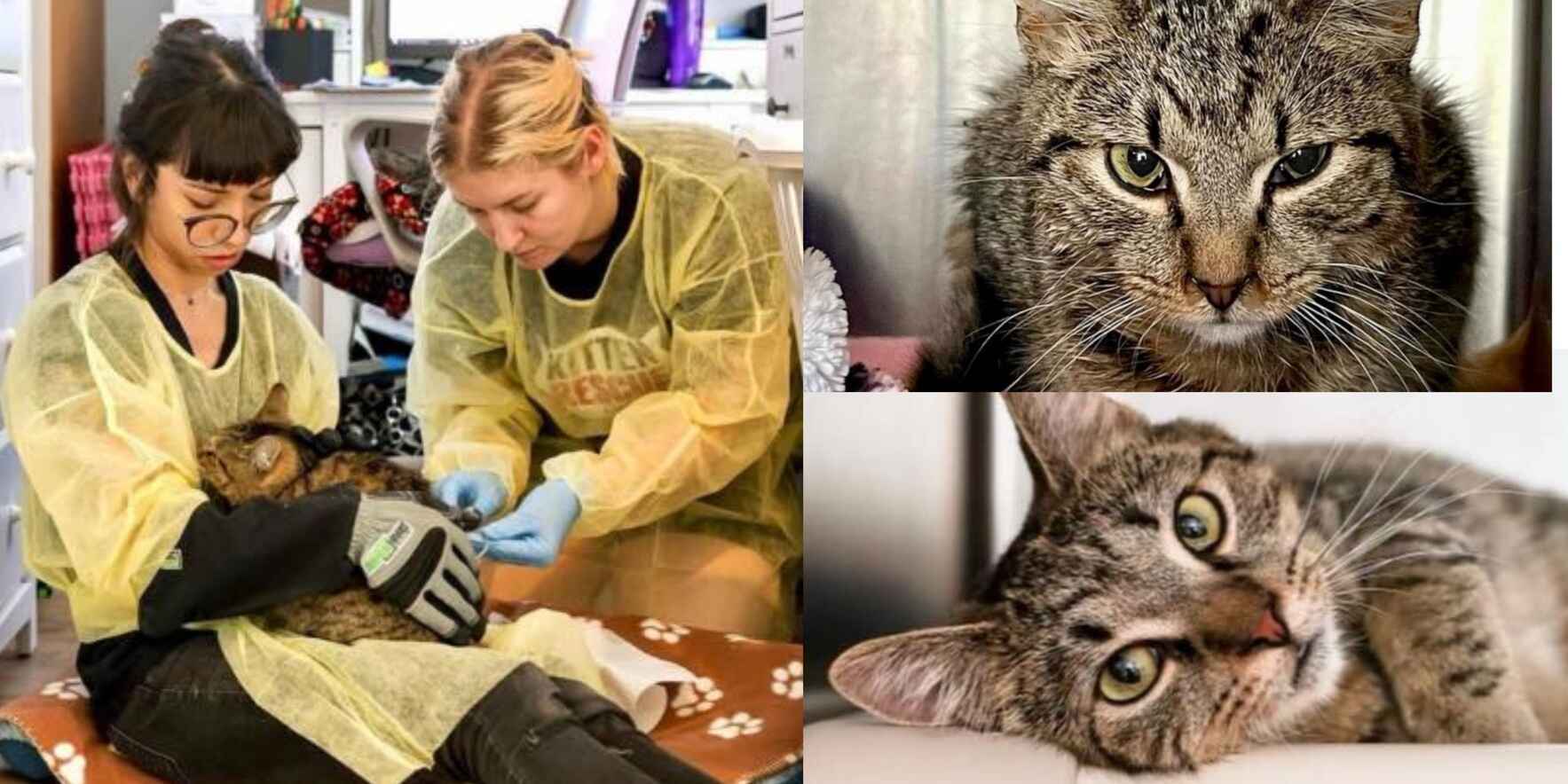 Help Us Purchase FIP Meds to Save Kitties! image