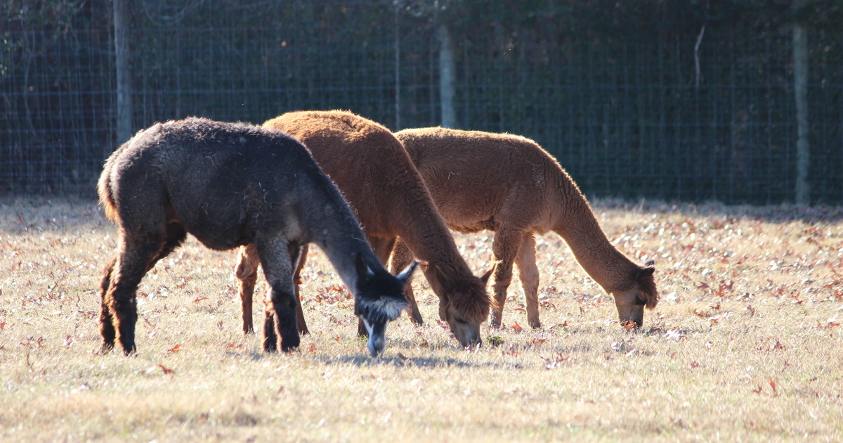 RESCUE RANCH INC - Rescue Ranch Year End 2023
