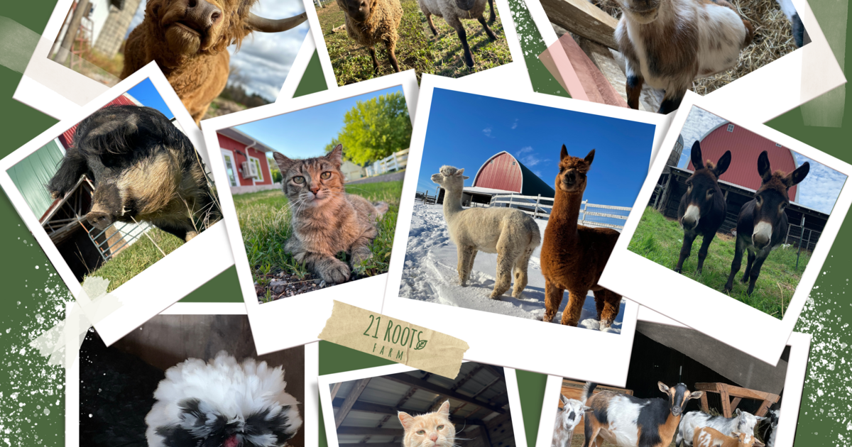 21 Roots Farm - Animal Pen Pal