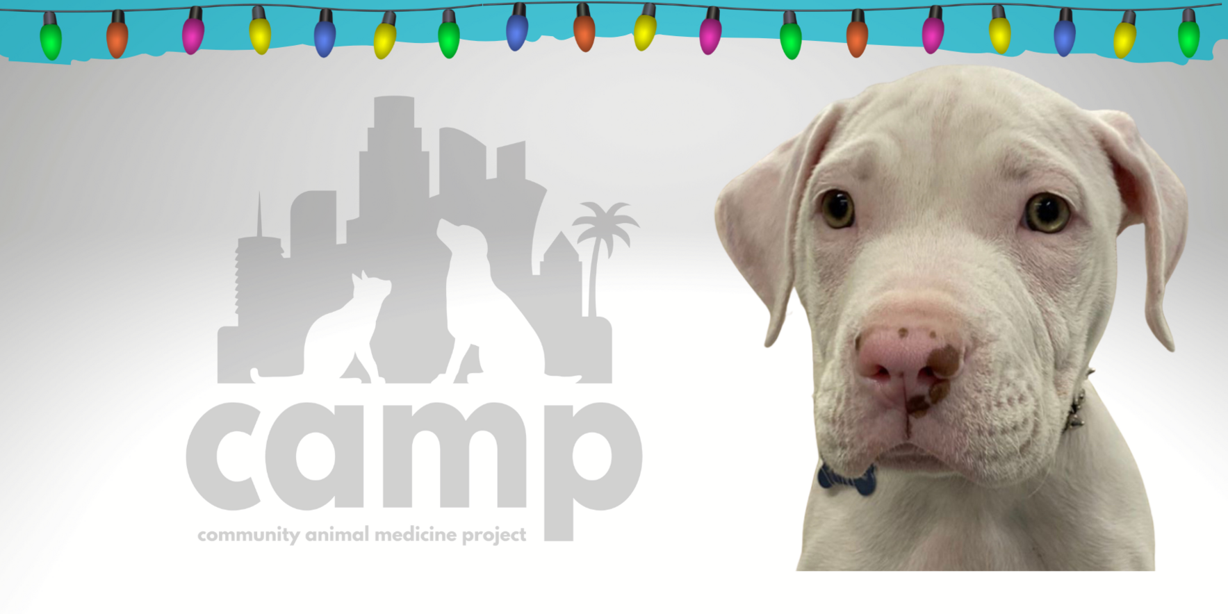 Help Pets in Need! image