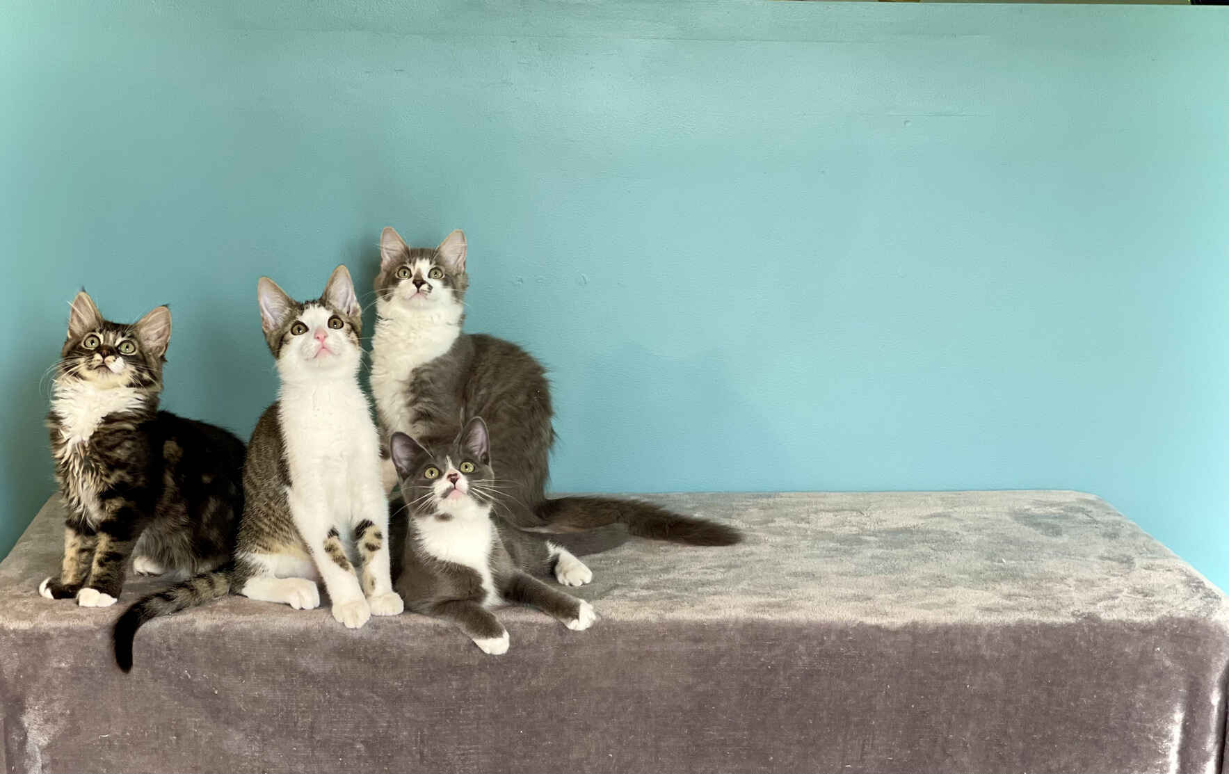 Donate to support our local animal orphanage image