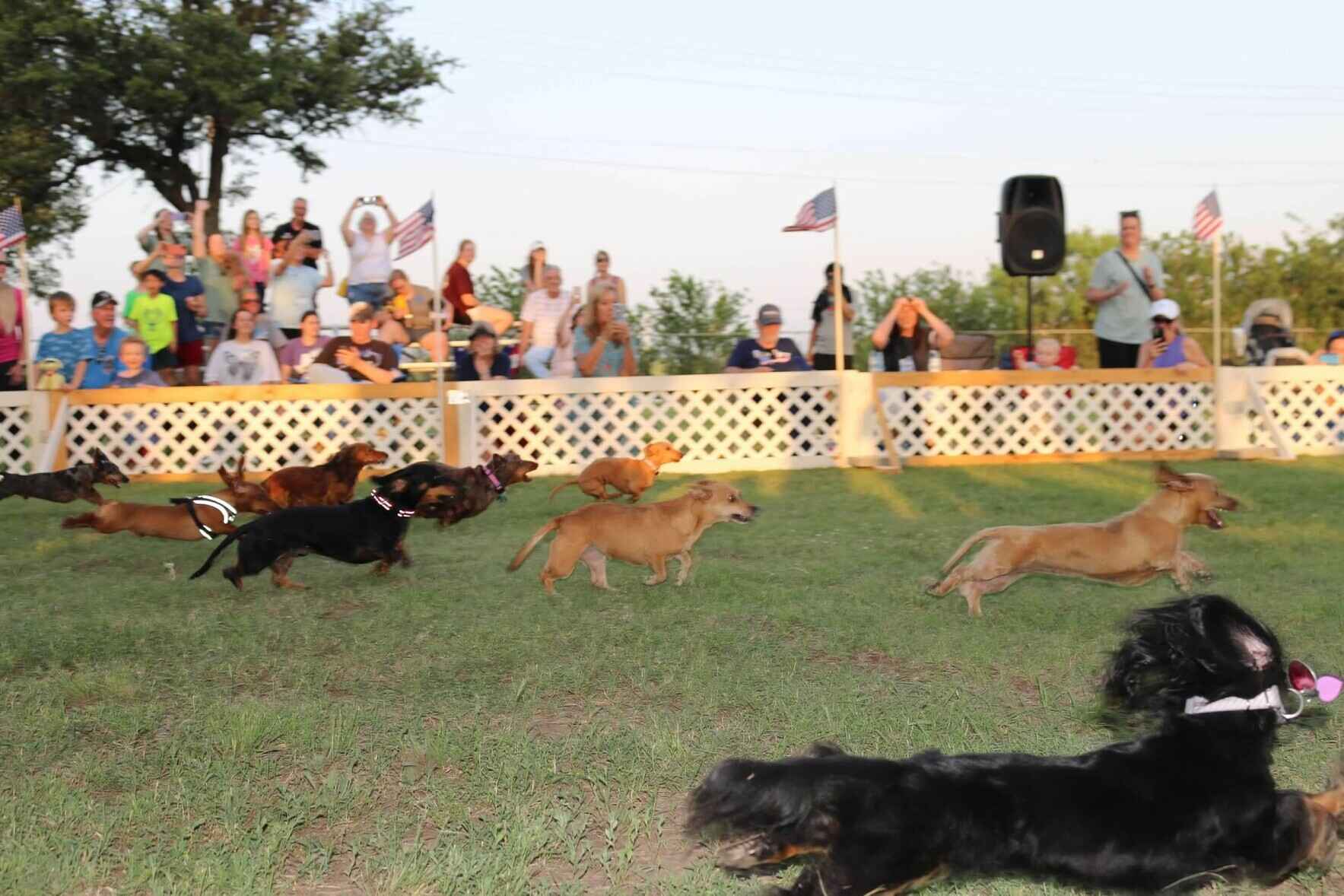 Dachshund Race Sponsorships image