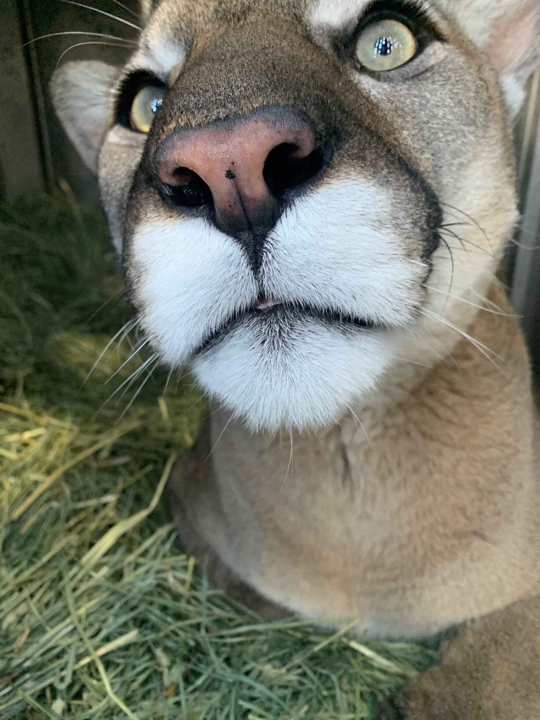 Help us welcome our new animal ambassador! image