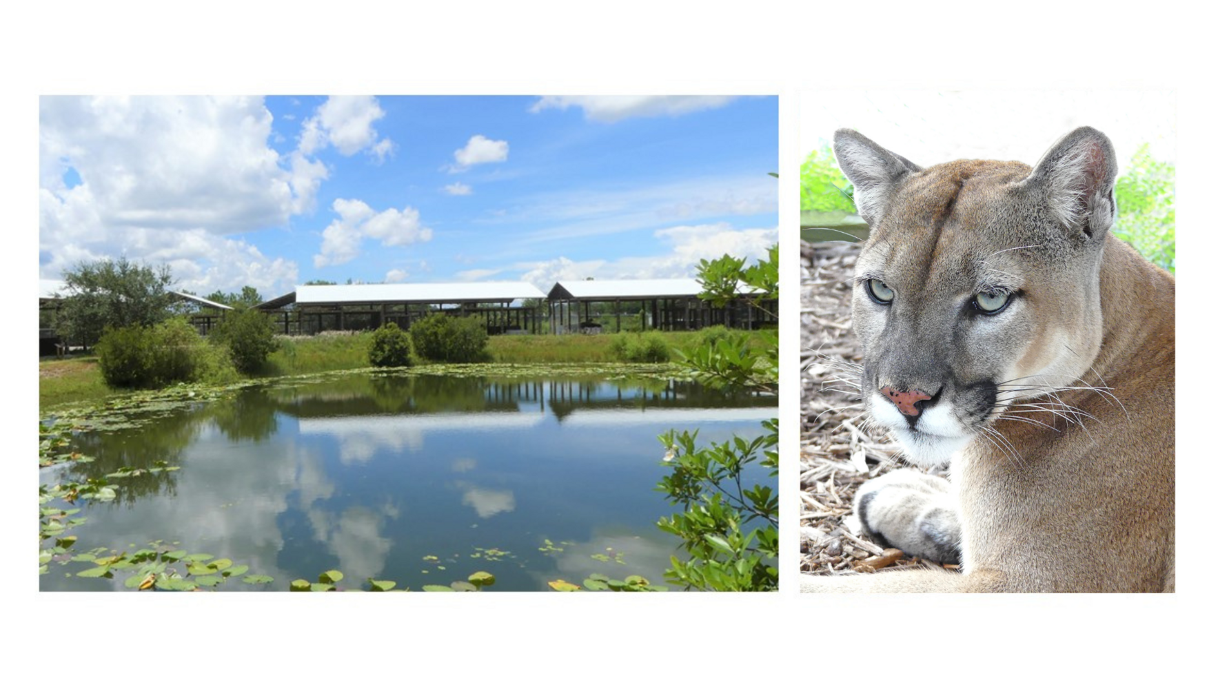 Play a part in caring for our amazing residents by becoming a “Big Cat Hero.”  With each purchase, 100% of the profits go into the care and well-being of the cats at Central Florida Animal Reserve.  image